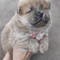 Chiots chow-chow