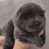 Chiots chow-chow #2