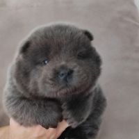 Chiots chow-chow #3