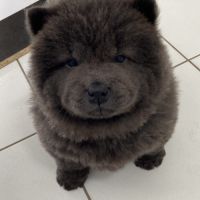 Chiots chow-chow #4