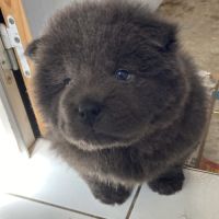 Chiots chow-chow #5