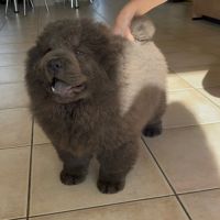 Chiots chow-chow #7