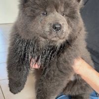 Chiots chow-chow #9