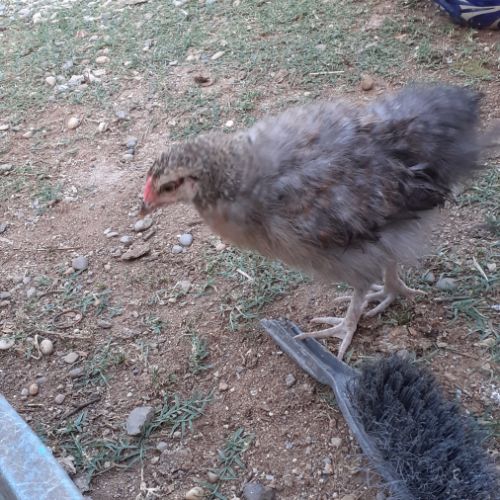 Urgent- coq -problème de voisinage #0