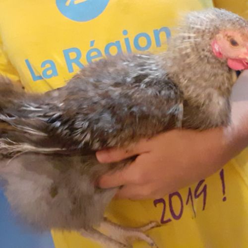 Urgent- coq -problème de voisinage #3