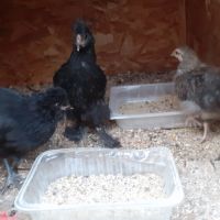 Urgent- coq -problème de voisinage #2