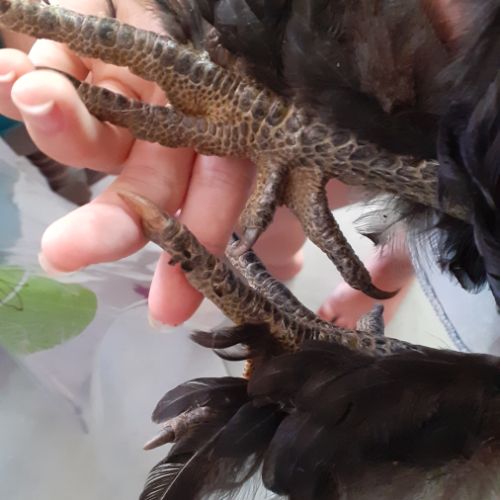 Urgent-beau coq-problème de voisinage #5