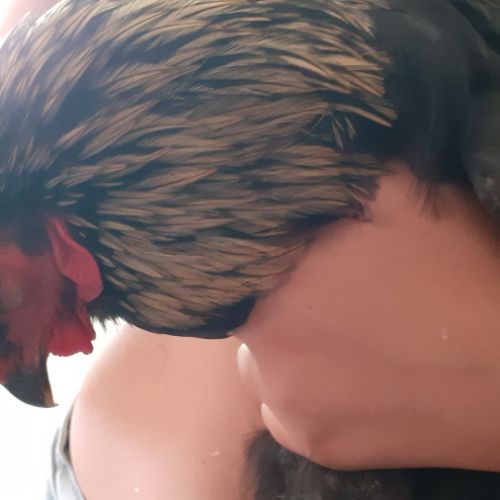 Urgent-beau coq-problème de voisinage #7