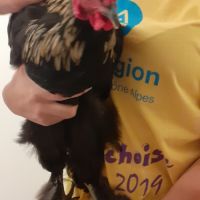 Urgent-beau coq-problème de voisinage #2