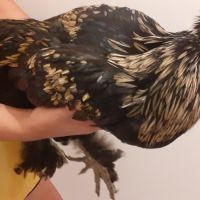 Urgent-beau coq-problème de voisinage #3