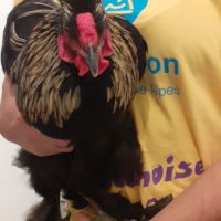 Urgent-beau coq-problème de voisinage