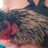 Urgent-beau coq-problème de voisinage #6