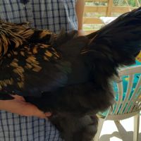 Urgent-beau coq-problème de voisinage #8