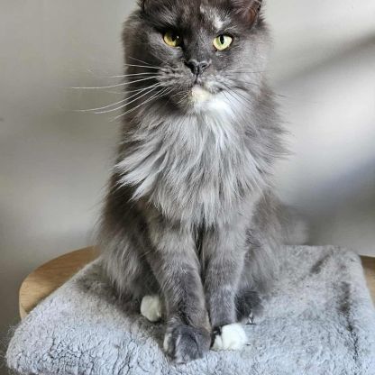 Sublime chatons femelle maine coon #1