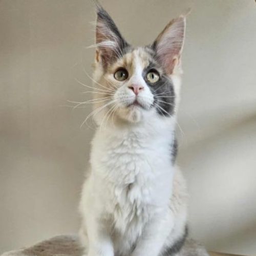 Sublime chatons femelle maine coon #0