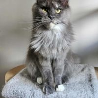 Sublime chatons femelle maine coon