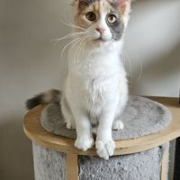 Sublime chatons femelle maine coon #2