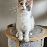 Sublime chatons femelle maine coon #3