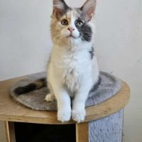 Sublime chatons femelle maine coon