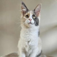 Sublime chatons femelle maine coon
