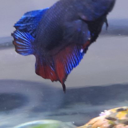 Combattant betta mâle #1