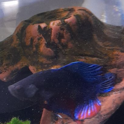 Combattant betta mâle #0