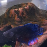 Combattant betta mâle