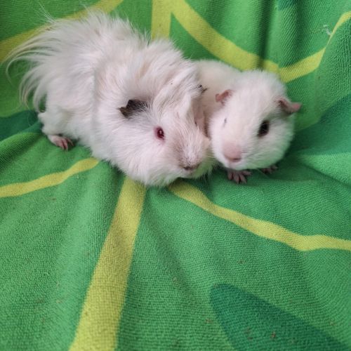 Duo petits mâles #0