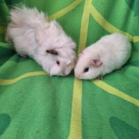 Duo petits mâles #2