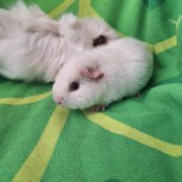 Duo petits mâles #3