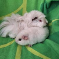 Duo petits mâles #4