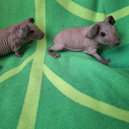 Bébés skinny à réserver #2