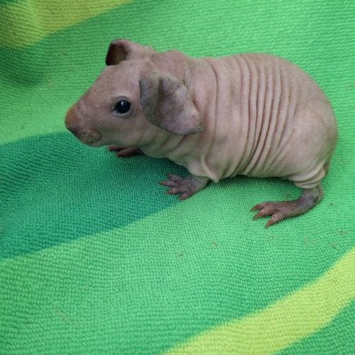 Bébés skinny à réserver #3