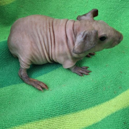 Bébés skinny à réserver #4