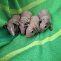 Bébés skinny à réserver #1