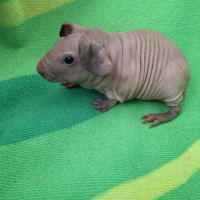 Bébés skinny à réserver #3