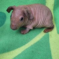 Bébés skinny à réserver