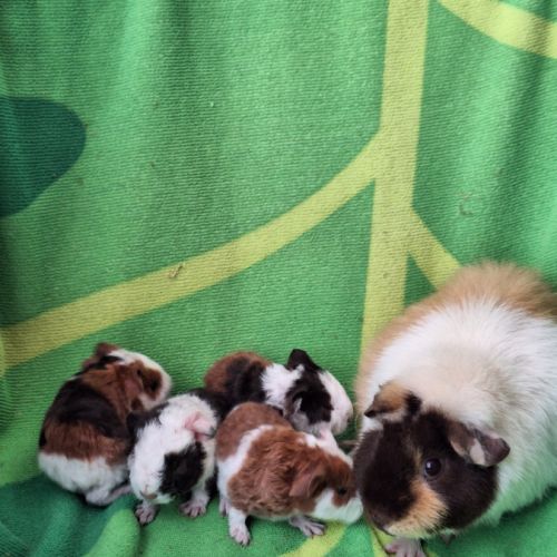 Bébés us teddy à réserver #0