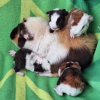 Bébés us teddy à réserver #2