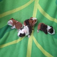 Bébés us teddy à réserver #3