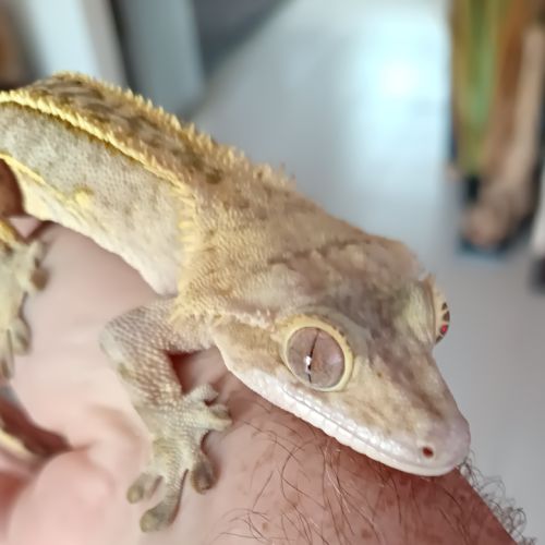 Gecko à crête #0