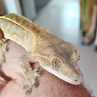 Gecko à crête