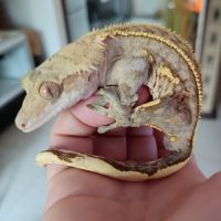 Gecko à crête #2