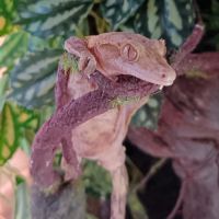 Gecko à crête #3