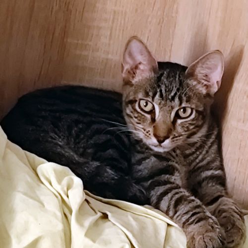 Darkboy, très très câlin #1