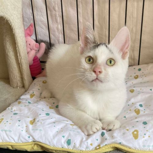 Ayla à l'adoption #3