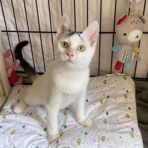 Ayla à l'adoption #4