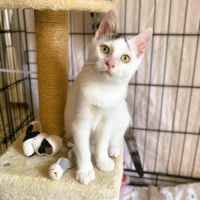 Ayla à l'adoption #0