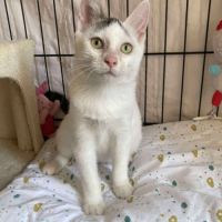 Ayla à l'adoption #2