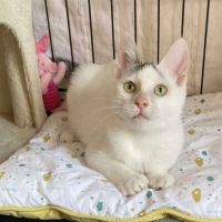 Ayla à l'adoption #3